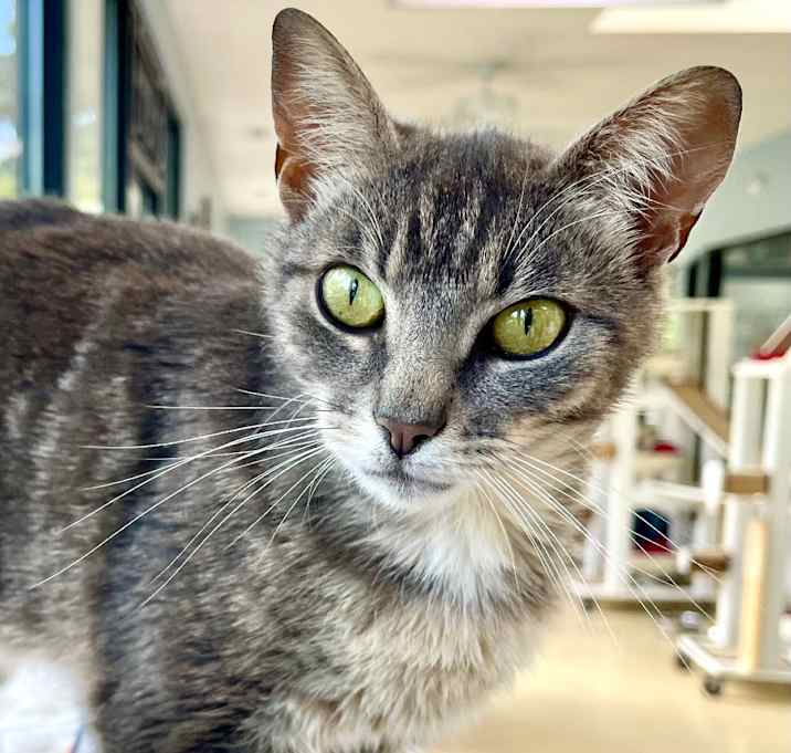 Photo of Tinkerbell