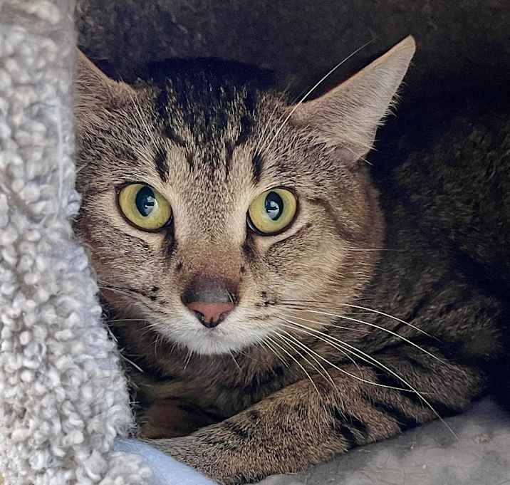 Photo of Mojito