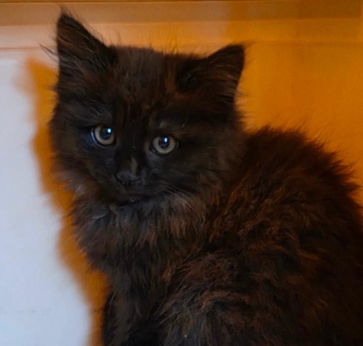 Photo of Teddy
