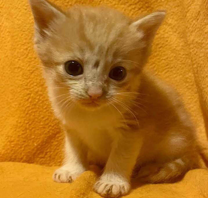 Photo of Orange Kittens - Females