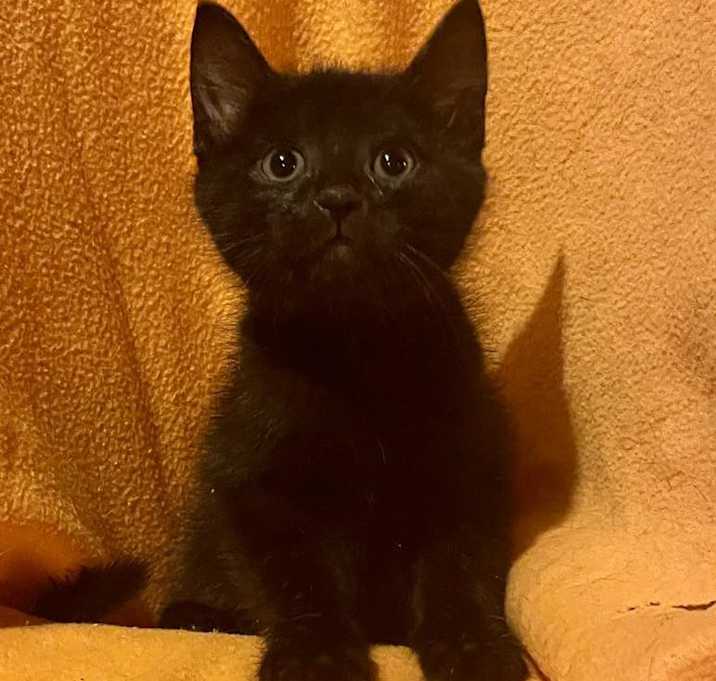 Photo of Black Kittens - Males
