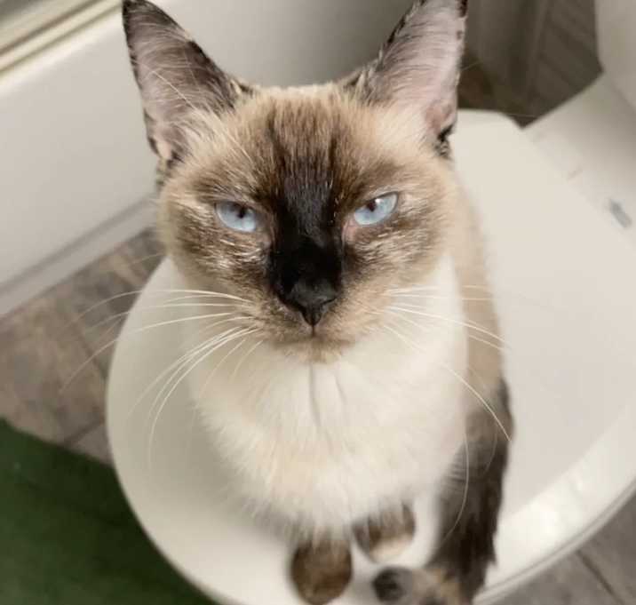 Photo of Nova