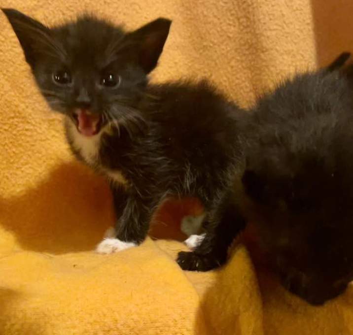 Photo of Black Kittens - Females