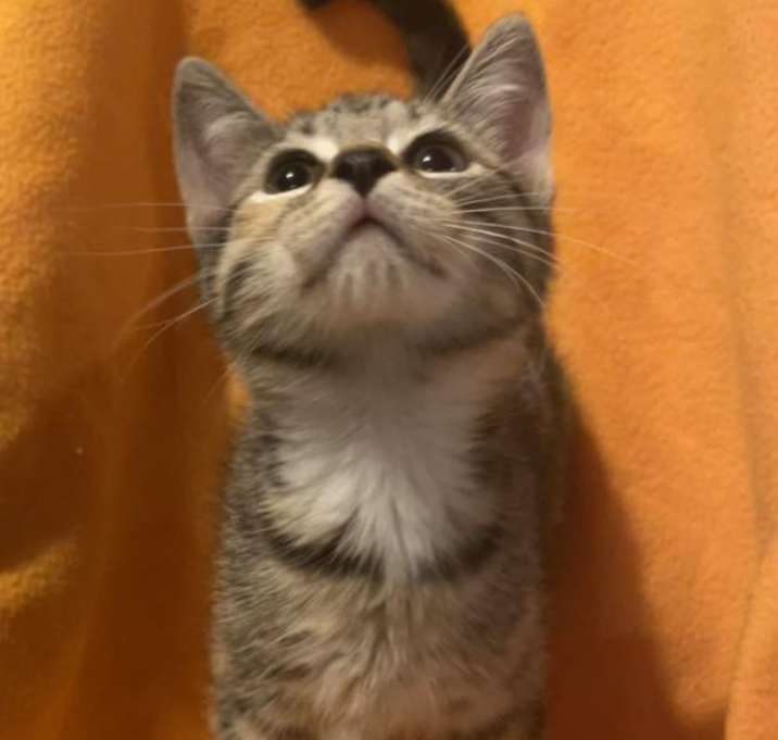 Photo of Tabby Kittens - Females