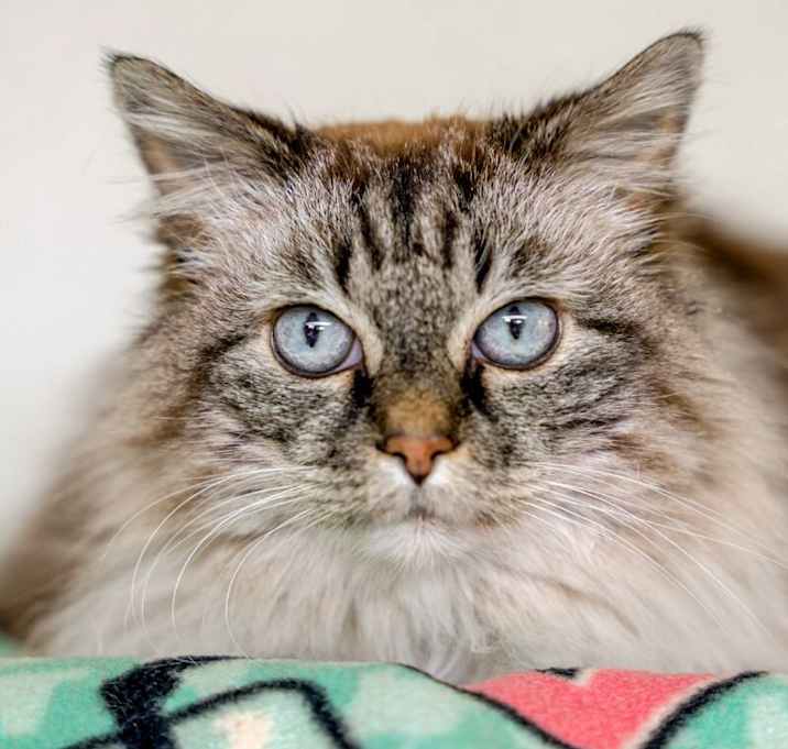 Photo of Bella