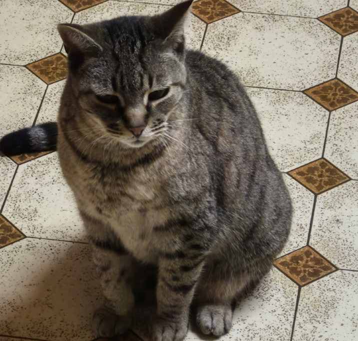 Photo of Tessie 