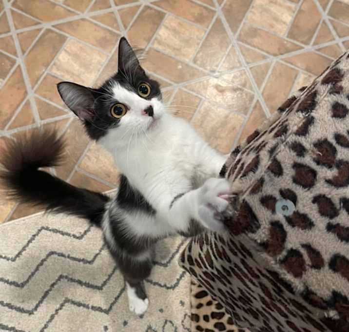 Photo of Domino