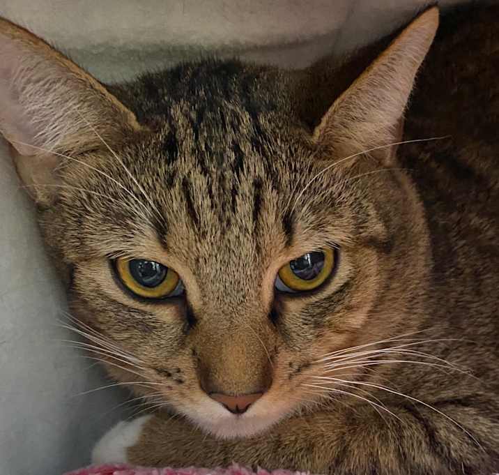 Photo of Dusty