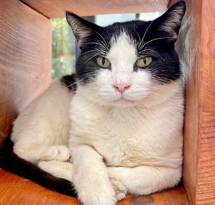 Photo of Felix