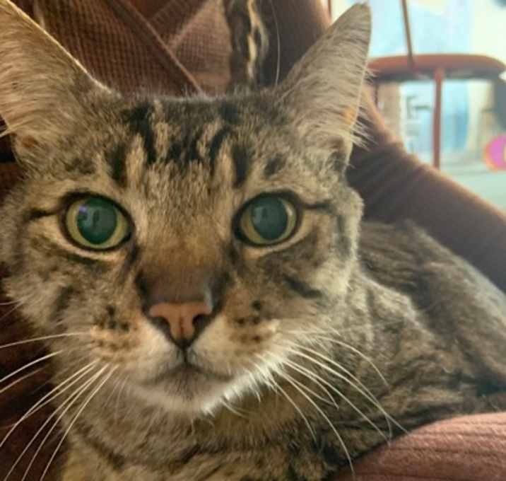 Photo of Tabby Tom (TT)
