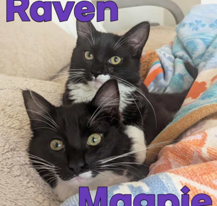 Photo of Magpie