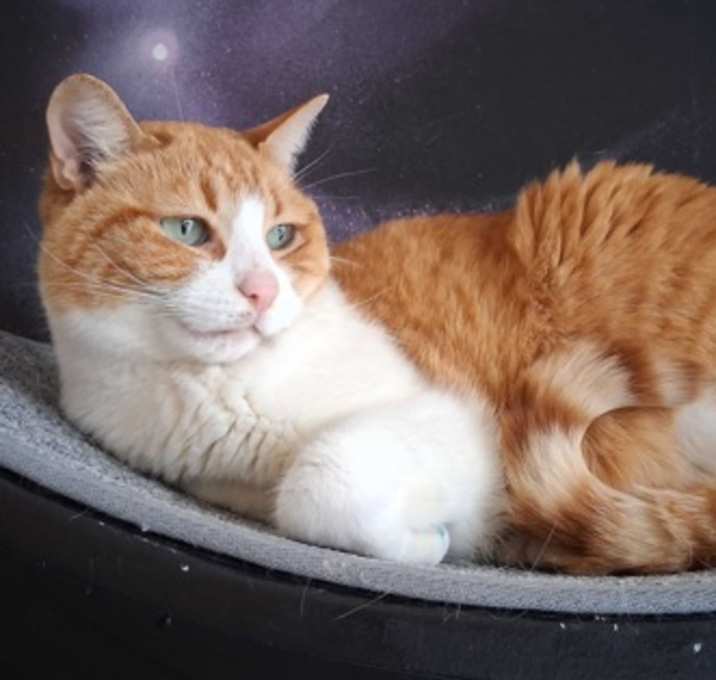Photo of Apricot