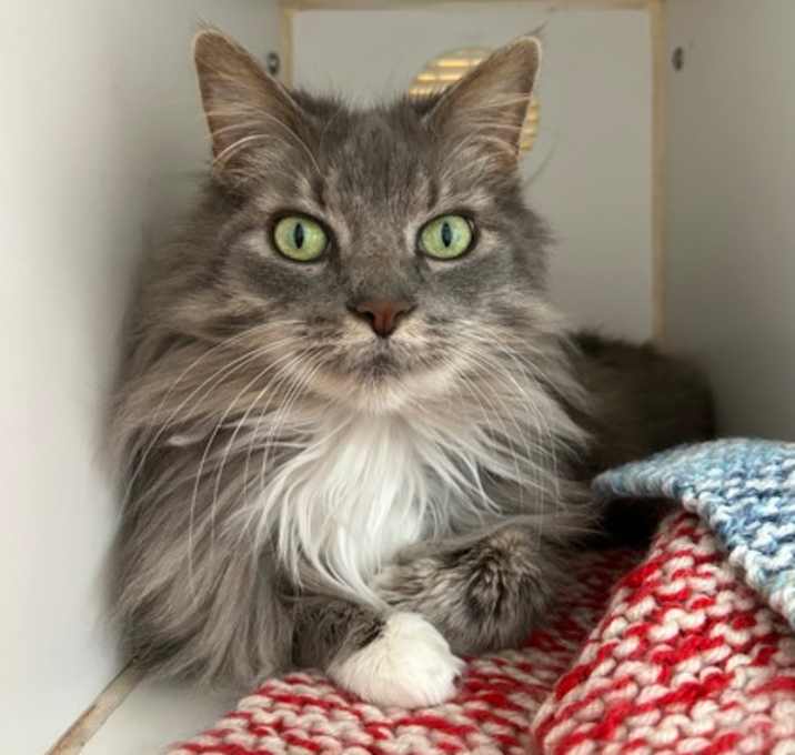 Photo of Luna (Special Paws)