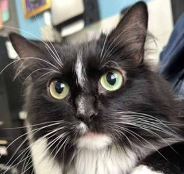 Photo of TIPPY