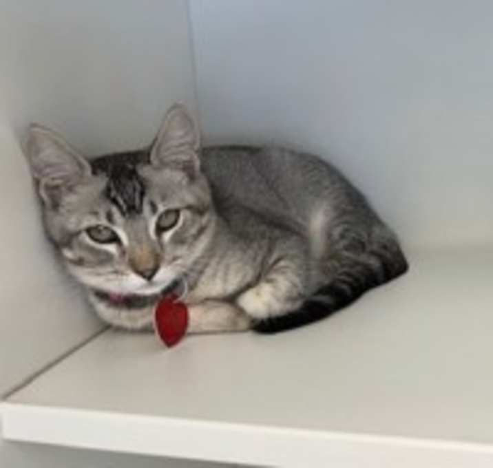 Photo of Malu - AVAILABLE - BONDED TO S