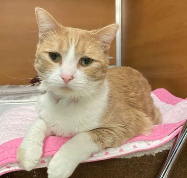 Photo of Pumpkin-Bonded Pair