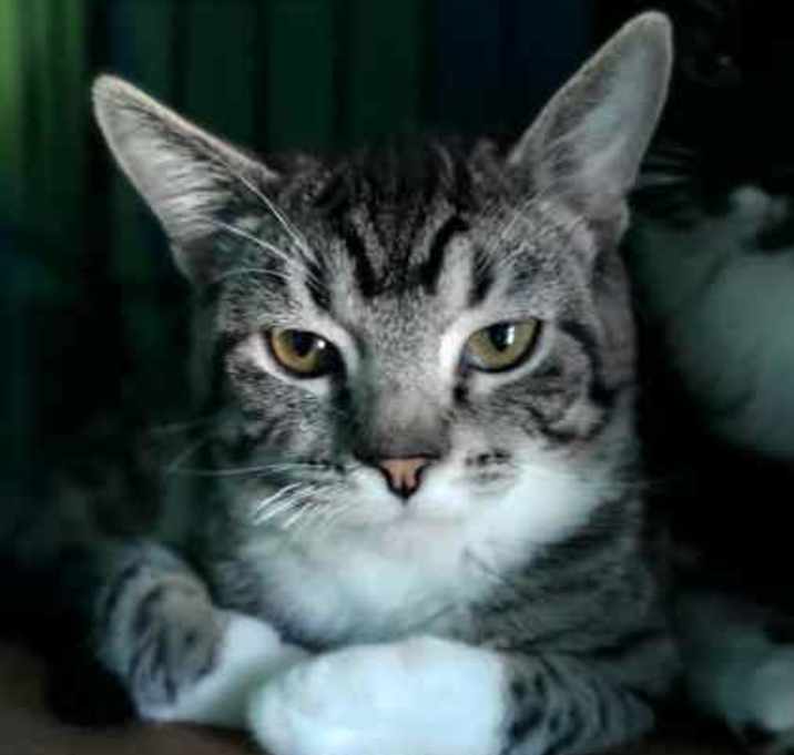 Photo of Clover