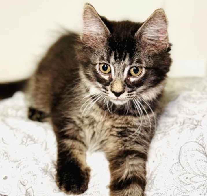 Photo of Flint