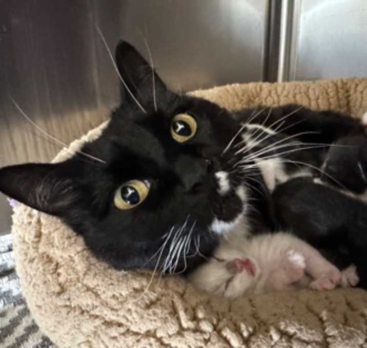 Photo of Oreo