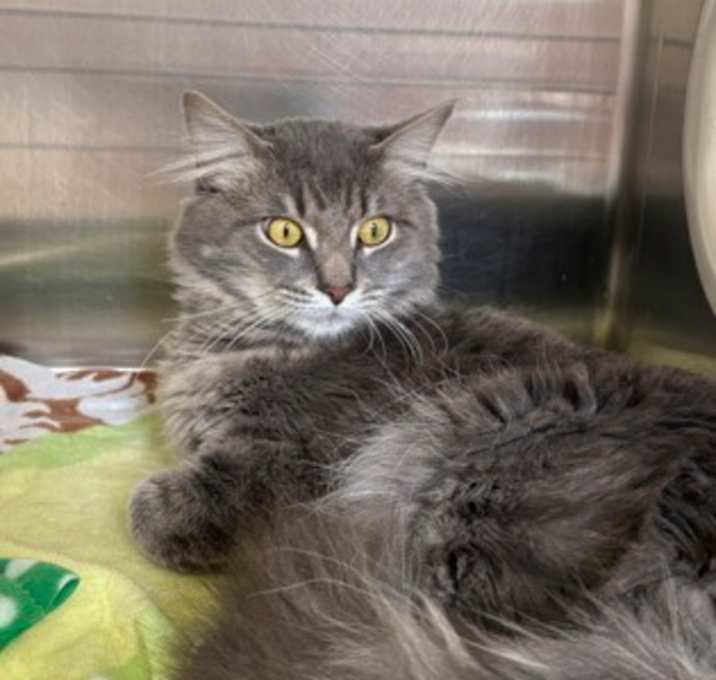 Photo of Cashmere