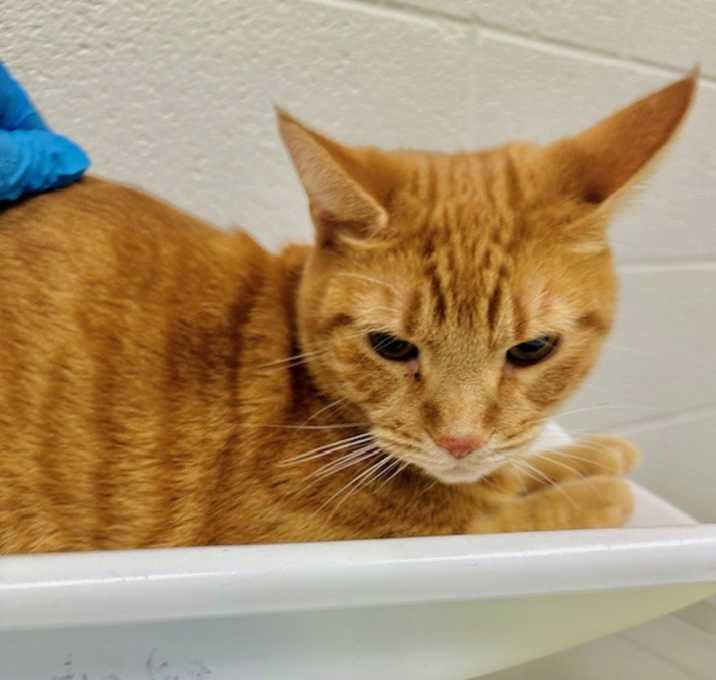 Photo of MANGO