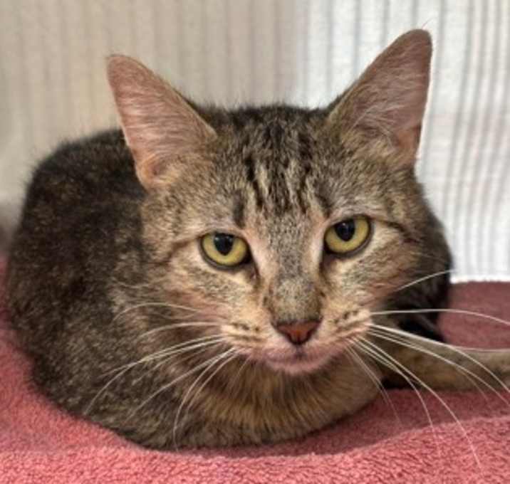 Photo of Little Momma Spice
