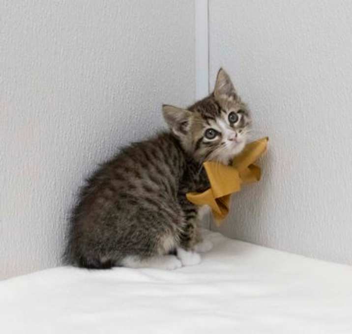 Photo of Miko