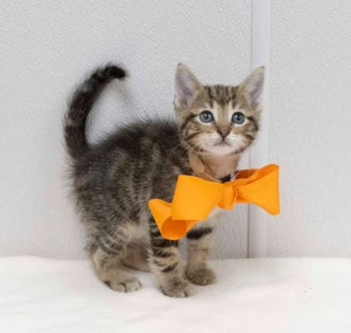 Photo of Niles