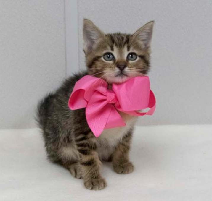 Photo of Nova