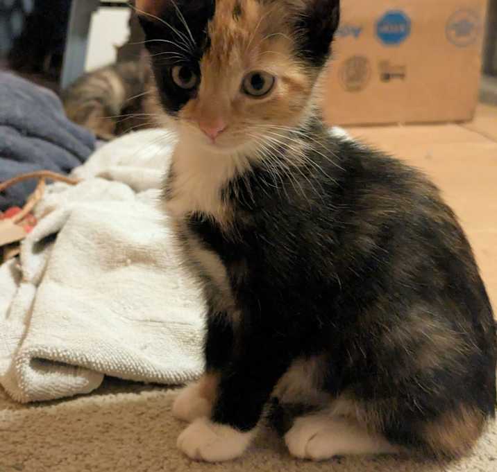 Photo of Callie