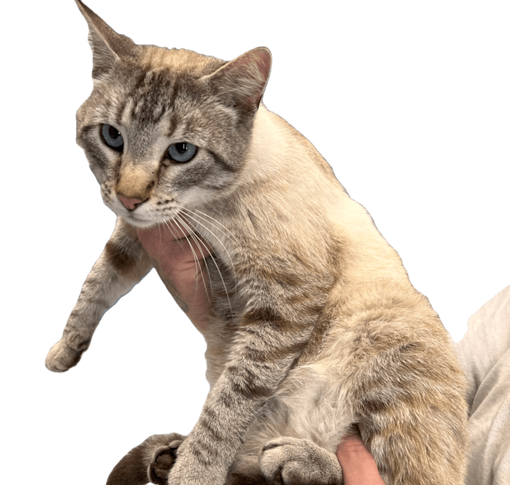 Photo of Clover