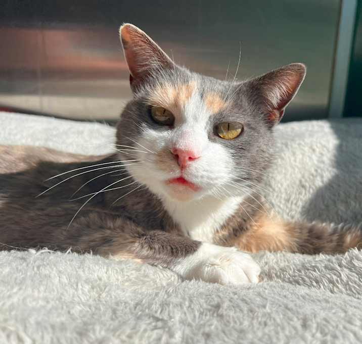 Photo of Boo