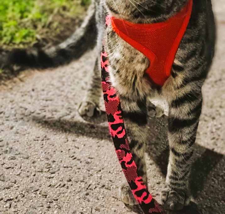 Photo of Max