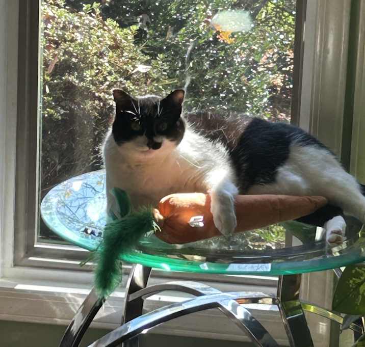 Photo of Badger