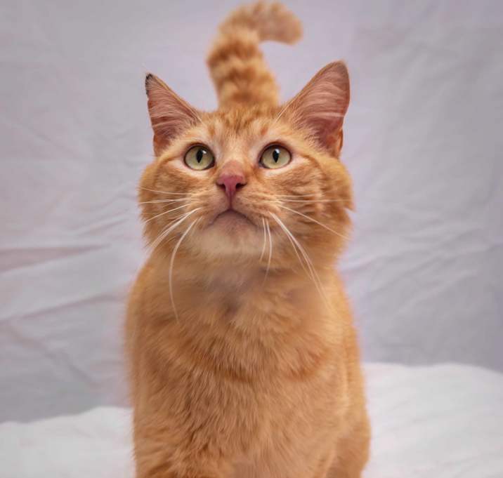 Photo of Noodles