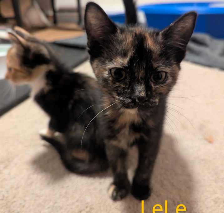 Photo of Lele