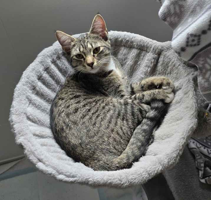 Photo of Amber