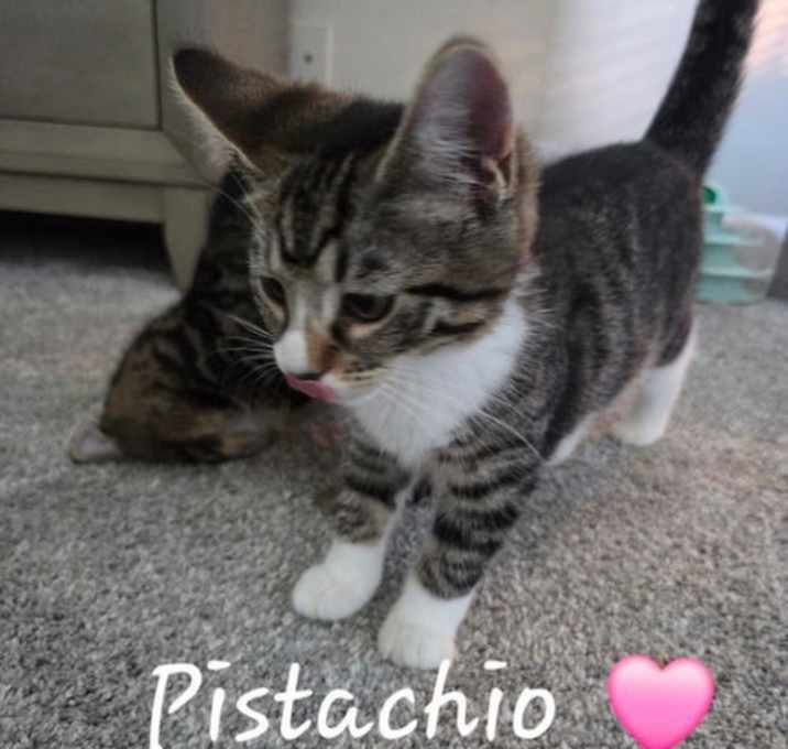 Photo of Pistachio