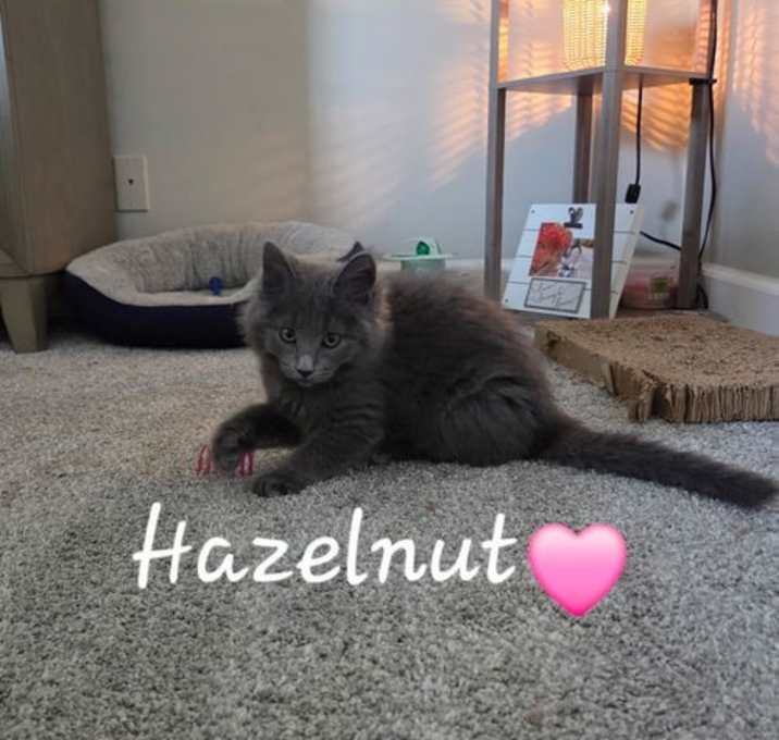 Photo of Hazelnut