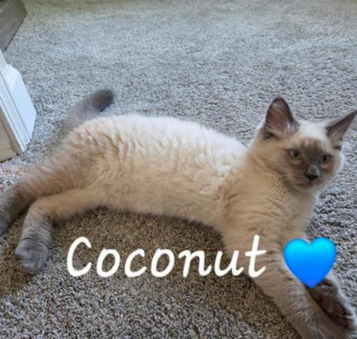 Photo of Coconut