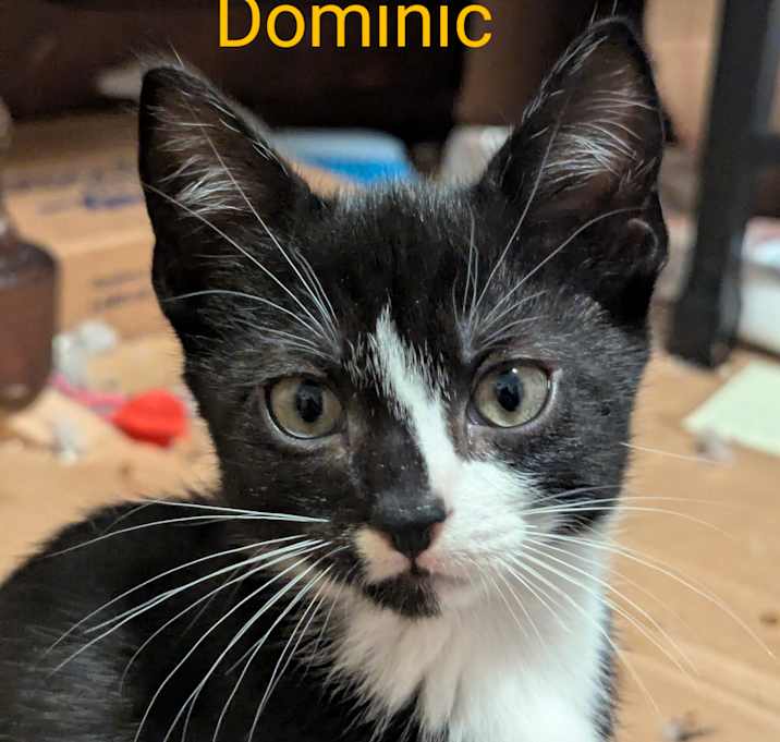Photo of Dominic
