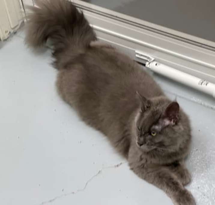 Photo of Romeo