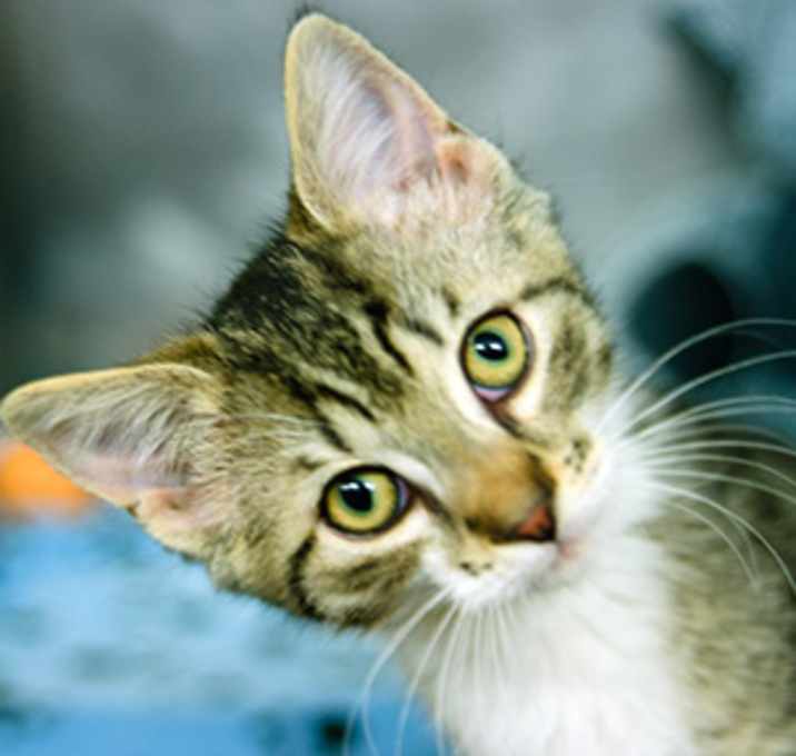 Photo of Papaya
