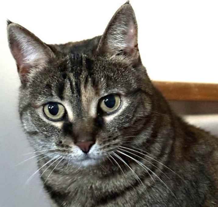 Photo of Misty