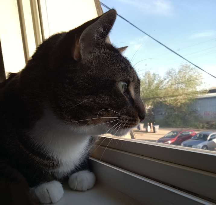 Photo of Chester