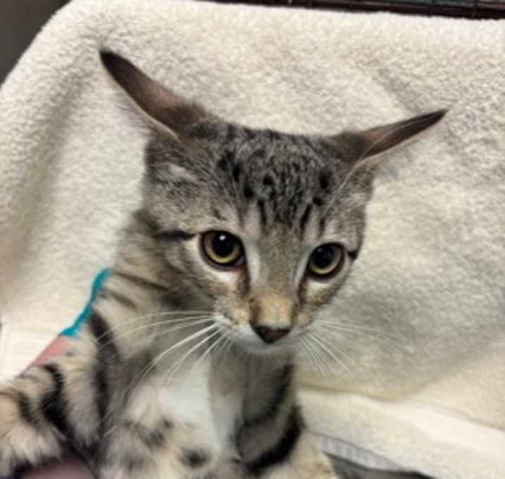 Photo of Spotty