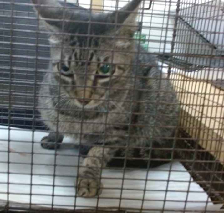 Photo of CAT