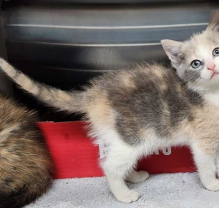 Photo of Hesper