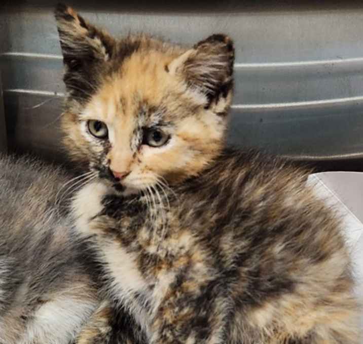 Photo of Vesper