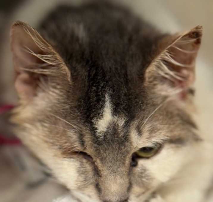 Photo of Lola